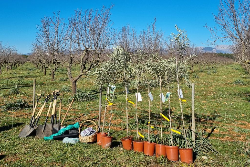 Finca Alaiar Mallorca Teambuilding Olivenbaum pflanzen
